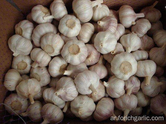 New Crop Garlic 2019