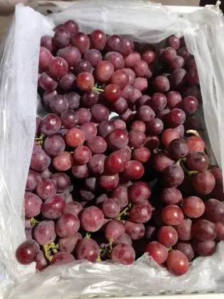 High Quality Yun Nan Red Grapes