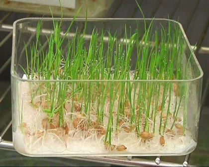 Seed germinating box seed germinating box