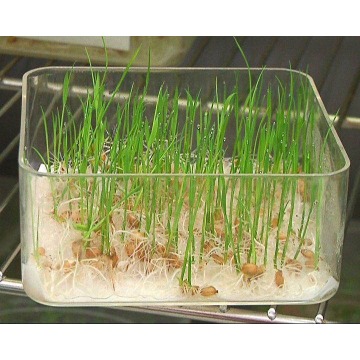 Injection molded box Seed sprouting box