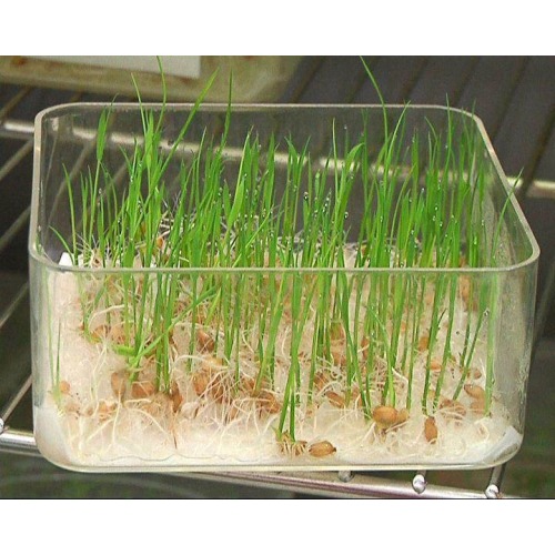 Injection molded box Seed sprouting box