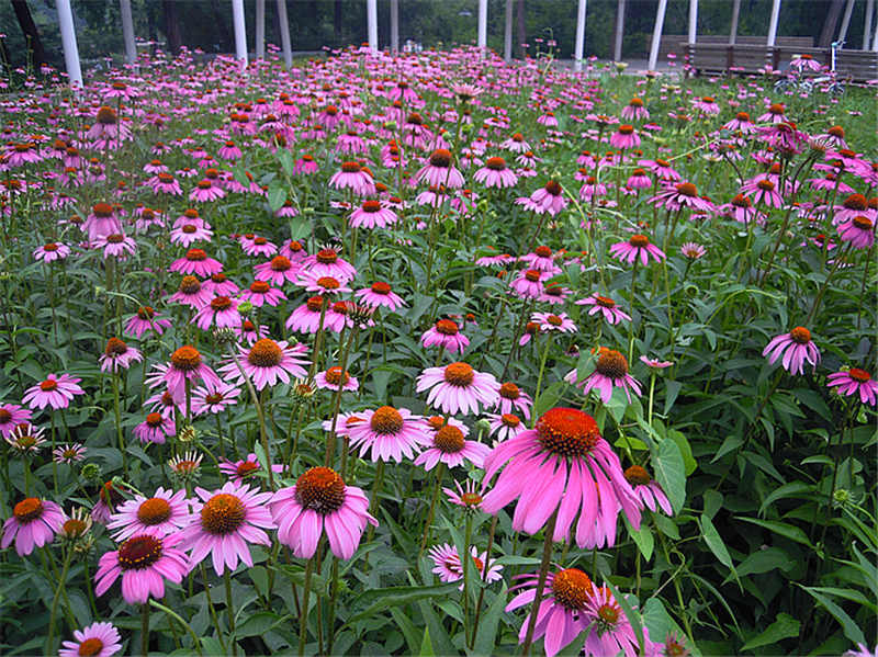 Echinacea Purpurea Extract 2