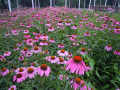 Polifenoli Echinacea Glicosides Echinacea Purpurea Estratto