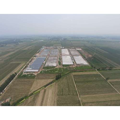 Proyecto modernizado de cría de cerdos en el condado de Linquan, Fuyang