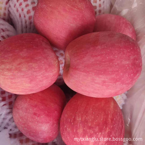 small red fuji apple on sale China small apple size export to nepal