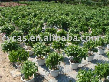 Bougainvillea Glabra