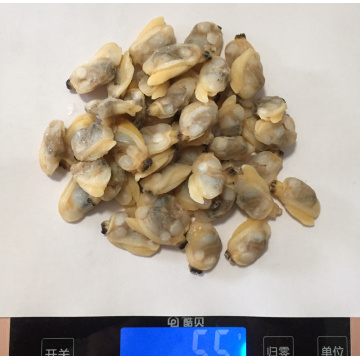 High Quality Frozen Boiled Short Necks Clam Meat