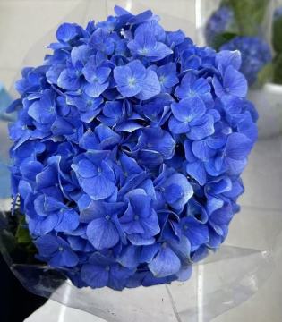 Fresh Cut Dark Blue Hydrangea directly from farm