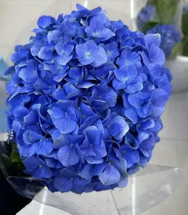 Fresh Cut Dark Blue Hydrangea directly from farm