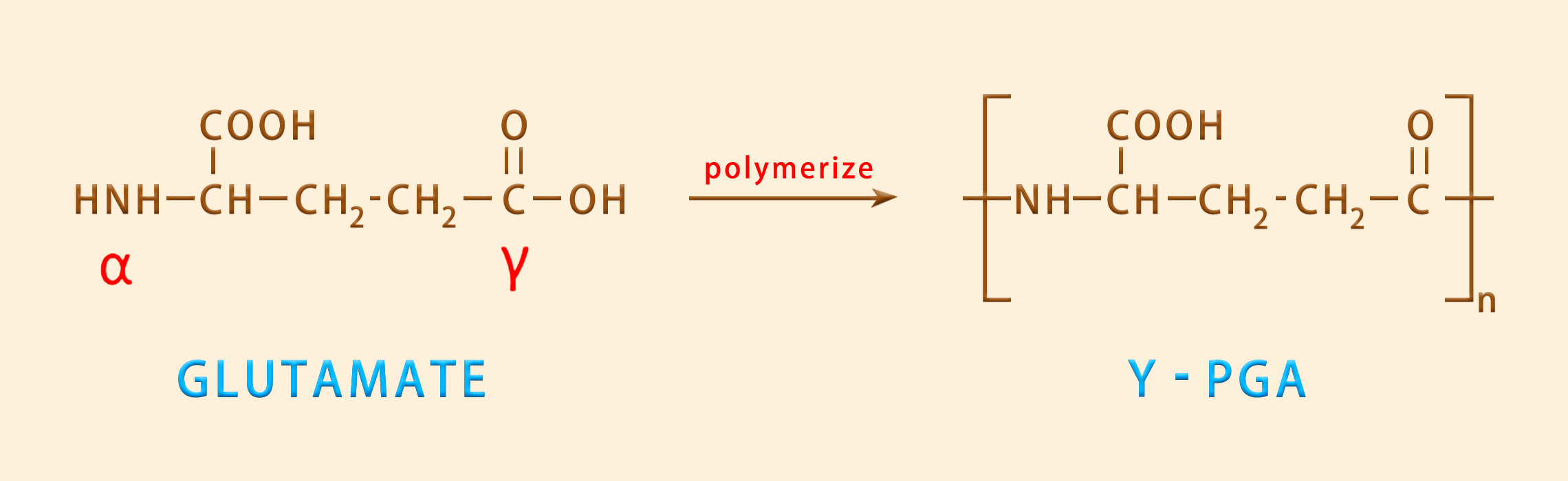 amazon polyglutamic acid