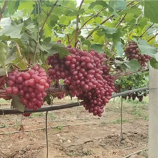 Uvas Vermelhas Princesa Xiangfei Premium