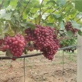 Uvas Vermelhas Princesa Xiangfei Premium