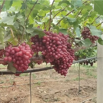 Uvas Vermelhas Princesa Xiangfei Premium