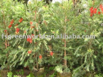 callistemon viminalis