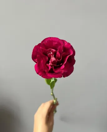 Fresh Cut Flower Burgundy Lisianthus Wholesale for Bouquet