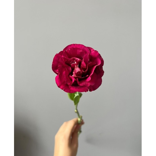 তোড়া জন্য টাটকা কাটা ফুল Burgundy Lisianthus পাইকারি