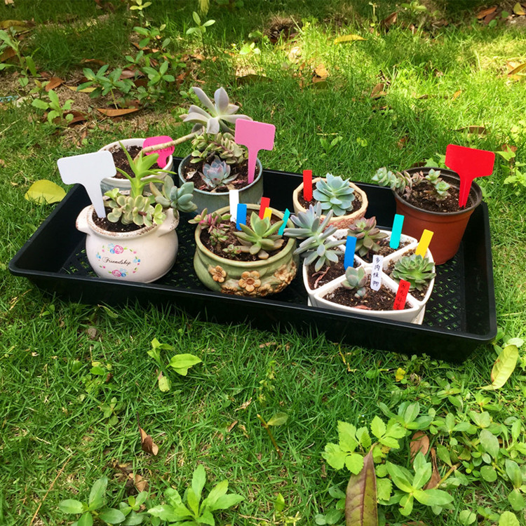 Skyplant Black Plastic Seedling Tray in large size