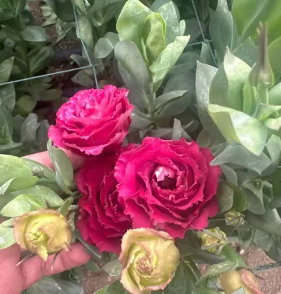 Fresh Cut Flower Burgundy Lisianthus Wholesale for Bouquet