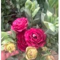 তোড়া জন্য টাটকা কাটা ফুল Burgundy Lisianthus পাইকারি