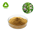 Leonurus Motherwort Extract Powder