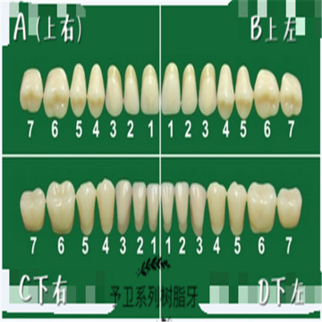 Dos capas Dentaciones de dientes de polímero sintético