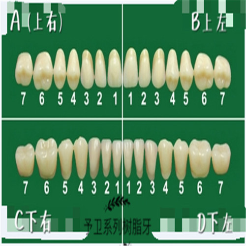 Denture de dents en polymère synthétique de deux couches