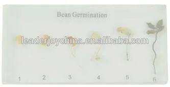Bean Germination