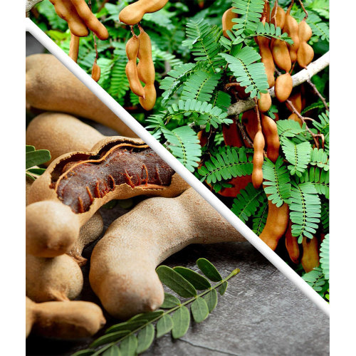 Tamarind Seed Extract Protocatechuic acid