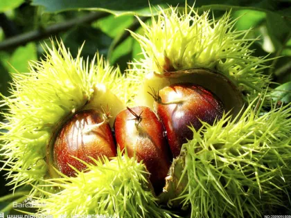 High Quality New Chestnut