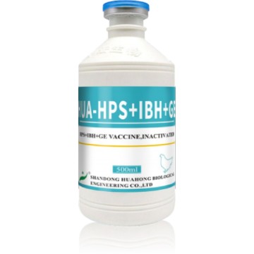 Vaccin inactivé combiné HPS+IBH+GE