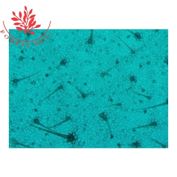 Monocot vs Dicot -Mikroskop -Objektträgervergleich
