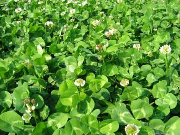 2018 Touchhealthy Supply Trifolium repens L seeds