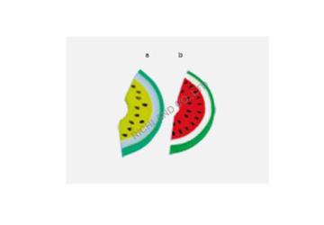 watermelon bath sponge