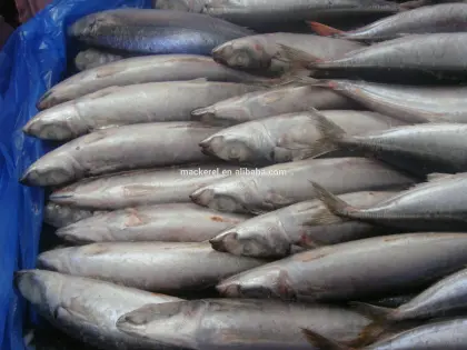 Jack Mackerel All Frozen Mackerel