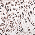 Leopard Print Woven Polyester Spandex Fabric