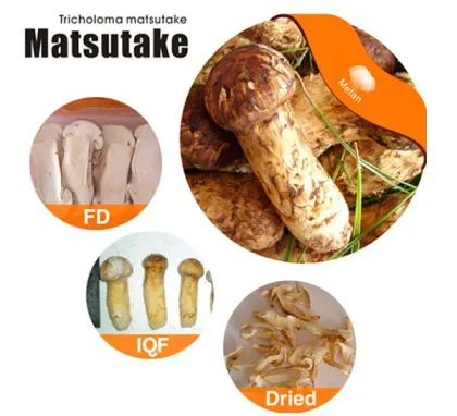 Wild Edible Fresh Matsutake Mushroom