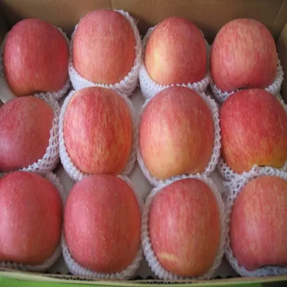 Fresh Fuji apple (long-term cooperation with India,EU,RU market )