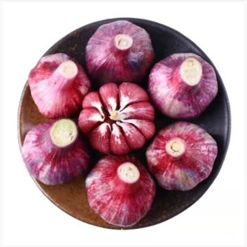 Good Quality Purple fresh garlic