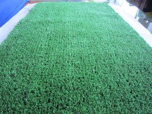 30MM Outdoor Artificial Pet Grass Mat For Residence Decorat