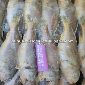 yellow fish and best frozen tuna fish