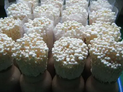 Flammulina velutipes enoki mushroom powder extract