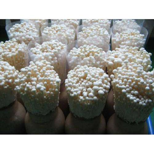 Flammulina velutipes enoki mushroom powder extract