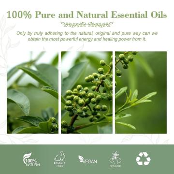 Supply Pure Zanthoxylum Oil and Organic Benefits Aroma Essential Oil