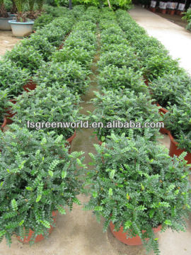 zanthoxylum odorum flavor shrub tree