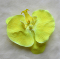고품질 아기 머리 띠 꽃 아기 간단한 Phalaenopsis 꽃 스타일 베이비 헤어 액세서리