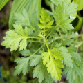 Natural puro 95% artemisinina artemisia annua extracto polvo