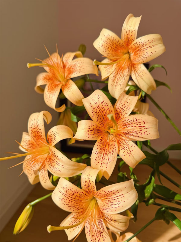 Little Ai spray Lily1