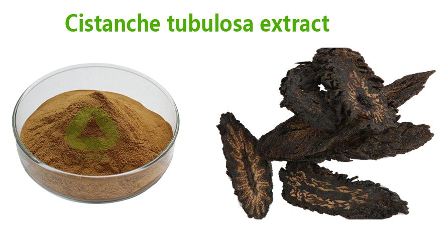 Cistanche Extract