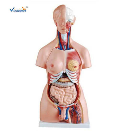 85CM Unisex Torso 23 Parts