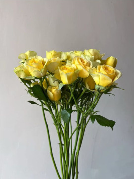 Avocado Spray rose cut flower